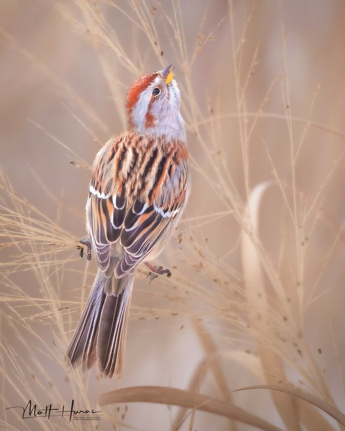 “American Tree Sparrow”