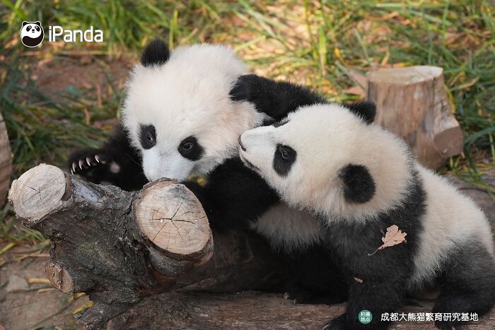This Adorable Panda Page Is So Cute, You Won’t Be Able To Stop Smiling (25 Pics)