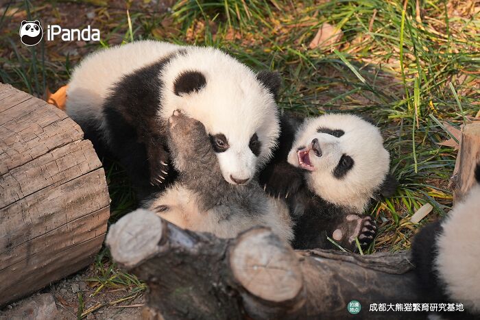 This Adorable Panda Page Is So Cute, You Won’t Be Able To Stop Smiling (25 Pics)