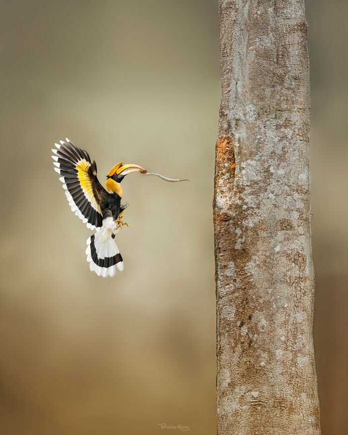 “A Great Hornbill Returns To His Mate With A Viper”