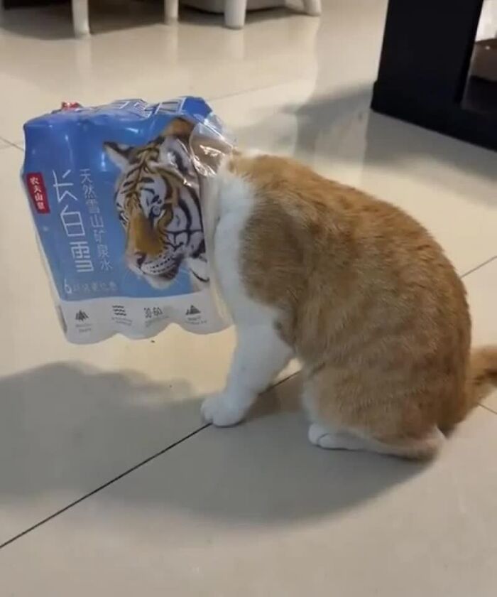 An orange and white cat with its head stuck in a bag featuring a tiger, creating a weird image.