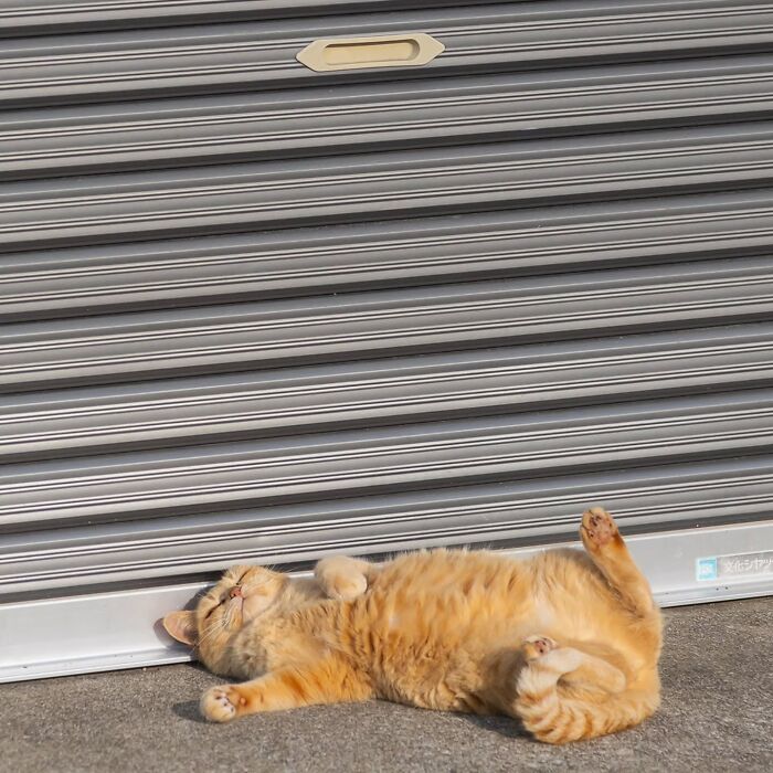 This Photographer Captured Exactly Why Felines Are So Endlessly Entertaining (61 Pics)