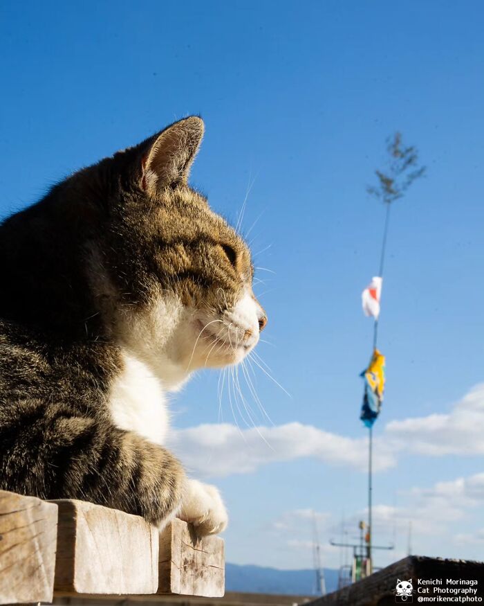 This Photographer Captured Exactly Why Felines Are So Endlessly Entertaining (61 Pics)