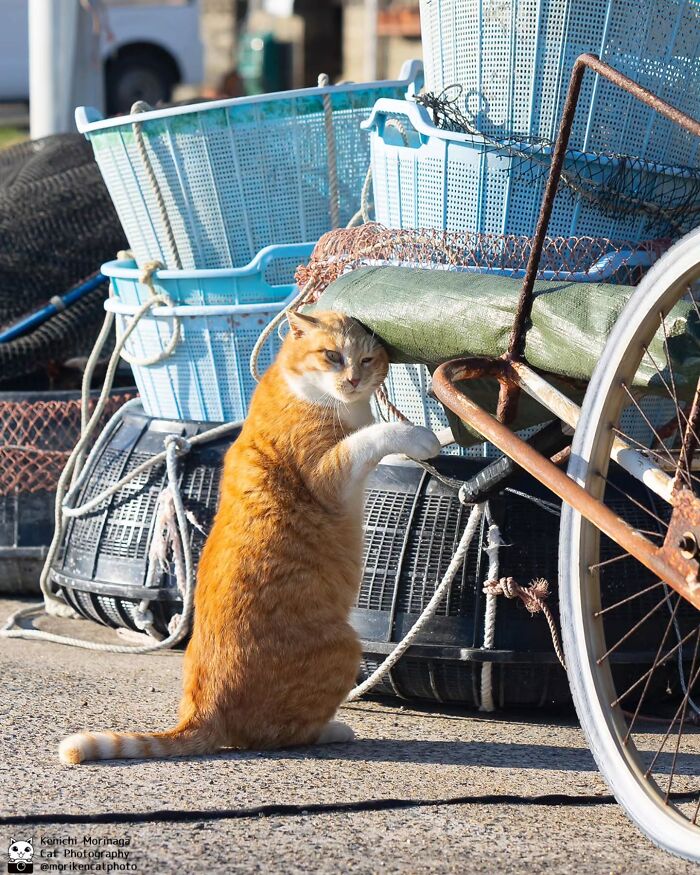 This Photographer Captured Exactly Why Felines Are So Endlessly Entertaining (61 Pics)