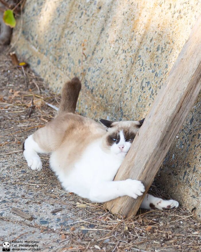 This Photographer Captured Exactly Why Felines Are So Endlessly Entertaining (61 Pics)