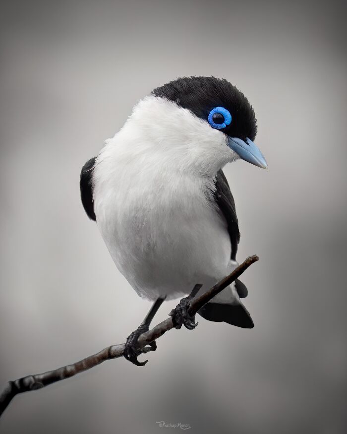 “Chabert's Vanga”