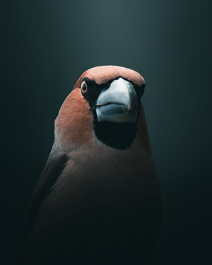 40 New Atmospheric Wildlife Photos By Magnus Berggren That Look Like Scenes From A Nordic Fairytale