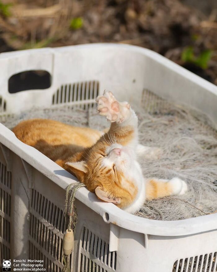 This Photographer Captured Exactly Why Felines Are So Endlessly Entertaining (61 Pics)