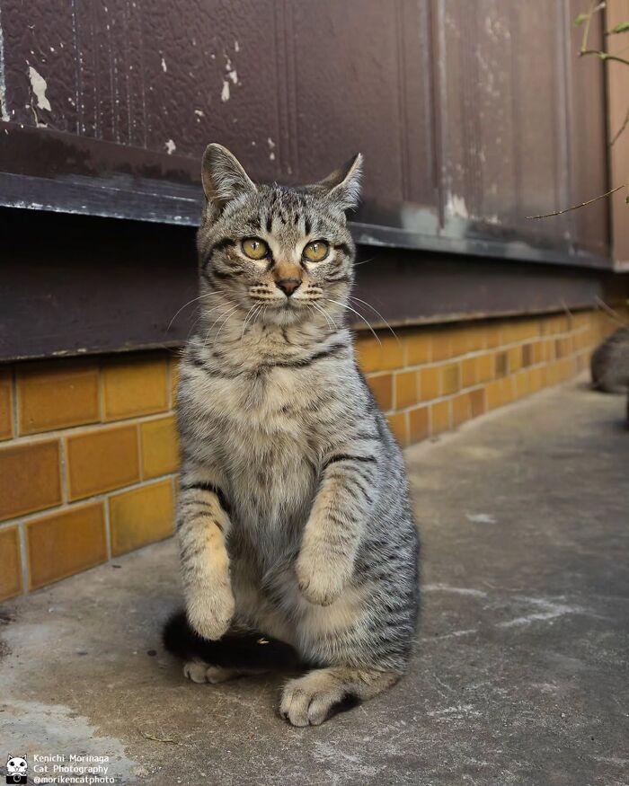 This Photographer Captured Exactly Why Felines Are So Endlessly Entertaining (61 Pics)