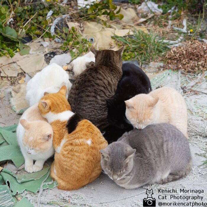 This Photographer Captured Exactly Why Felines Are So Endlessly Entertaining (61 Pics)