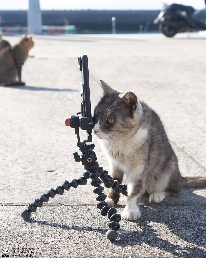 This Photographer Captured Exactly Why Felines Are So Endlessly Entertaining (61 Pics)