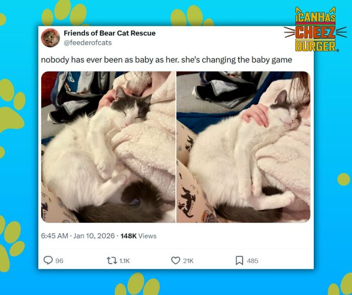 The Original Cat Meme Page Is Still Going Strong: Here Are Some Of The Funniest Posts From I Can Has Cheezburger (50 Pics)