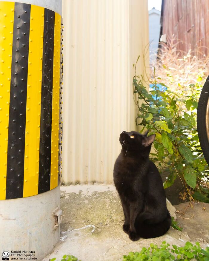 This Photographer Captured Exactly Why Felines Are So Endlessly Entertaining (61 Pics)