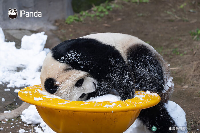This Adorable Panda Page Is So Cute, You Won’t Be Able To Stop Smiling (25 Pics)