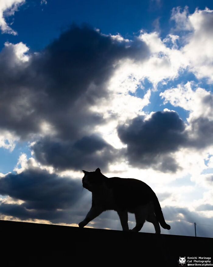 This Photographer Captured Exactly Why Felines Are So Endlessly Entertaining (61 Pics)