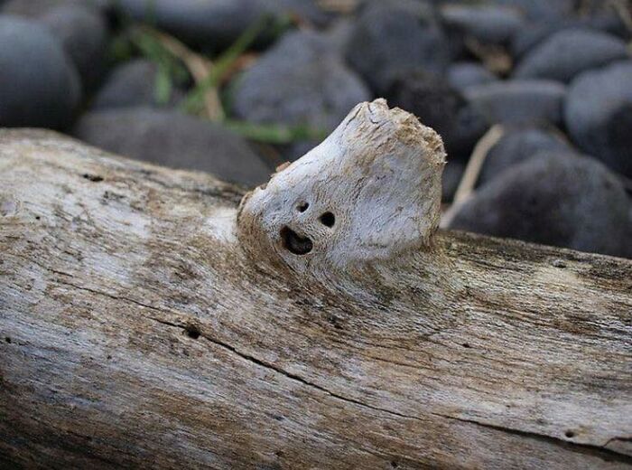 33 Times People Spotted Hidden Faces In Everyday Objects And Had To Share Them (New Pics)