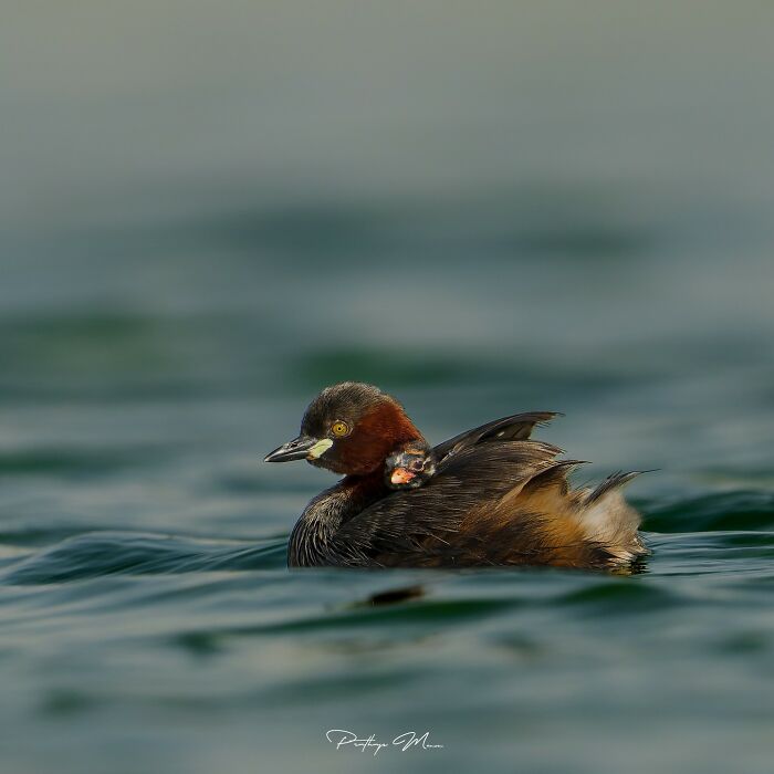 “Little Grebe With Her Offspring”