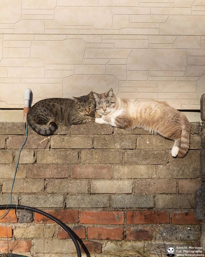 This Photographer Captured Exactly Why Felines Are So Endlessly Entertaining (61 Pics)