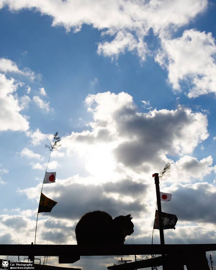 This Photographer Captured Exactly Why Felines Are So Endlessly Entertaining (61 Pics)