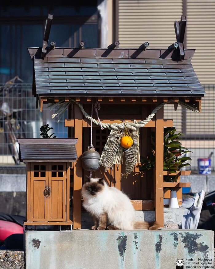 This Photographer Captured Exactly Why Felines Are So Endlessly Entertaining (61 Pics)