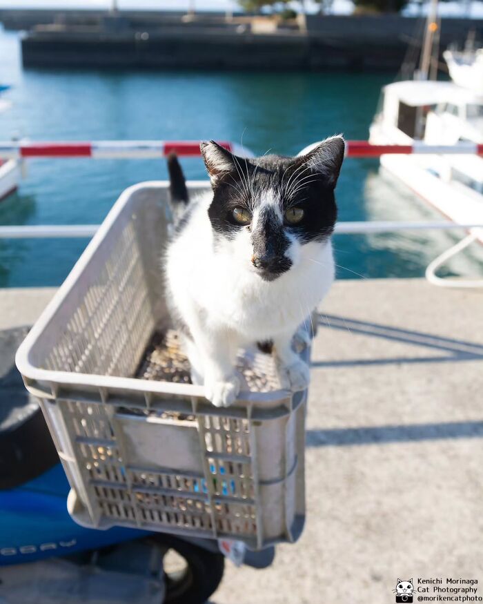 This Photographer Captured Exactly Why Felines Are So Endlessly Entertaining (61 Pics)