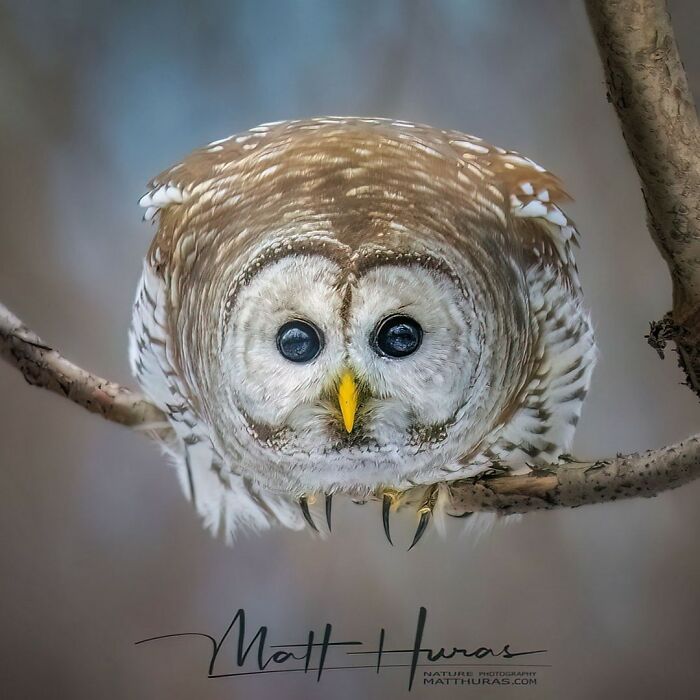 “Barred Owl Hunting”