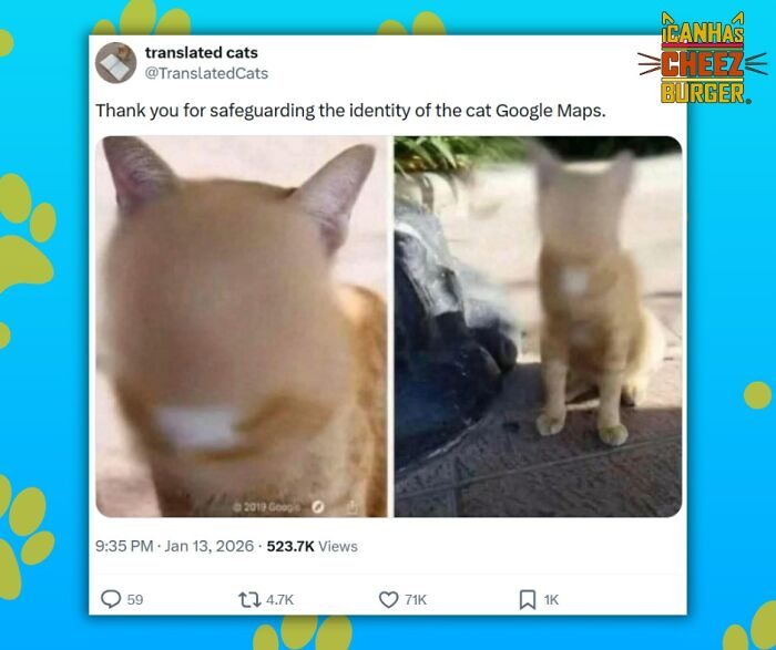 The Original Cat Meme Page Is Still Going Strong: Here Are Some Of The Funniest Posts From I Can Has Cheezburger (50 Pics)