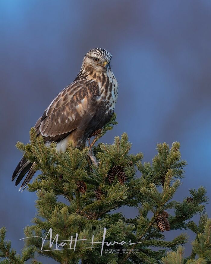 “Rough-Legged Hawk Surveying It's Hunting Grounds”