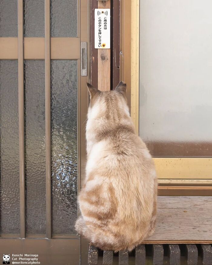 This Photographer Captured Exactly Why Felines Are So Endlessly Entertaining (61 Pics)