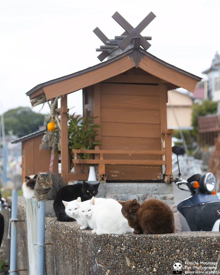 This Photographer Captured Exactly Why Felines Are So Endlessly Entertaining (61 Pics)