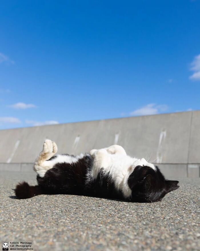 This Photographer Captured Exactly Why Felines Are So Endlessly Entertaining (61 Pics)