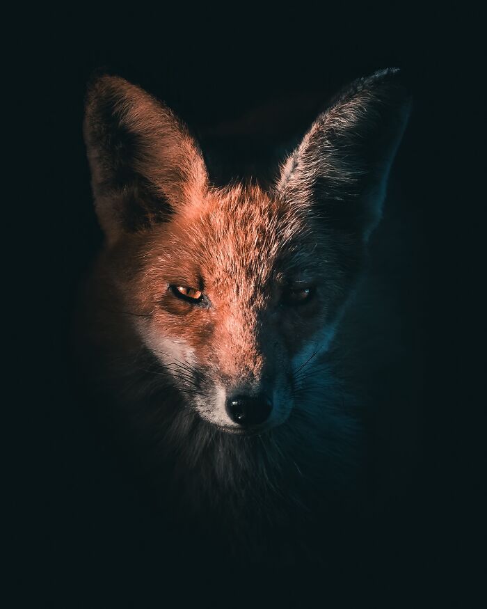 40 New Atmospheric Wildlife Photos By Magnus Berggren That Look Like Scenes From A Nordic Fairytale