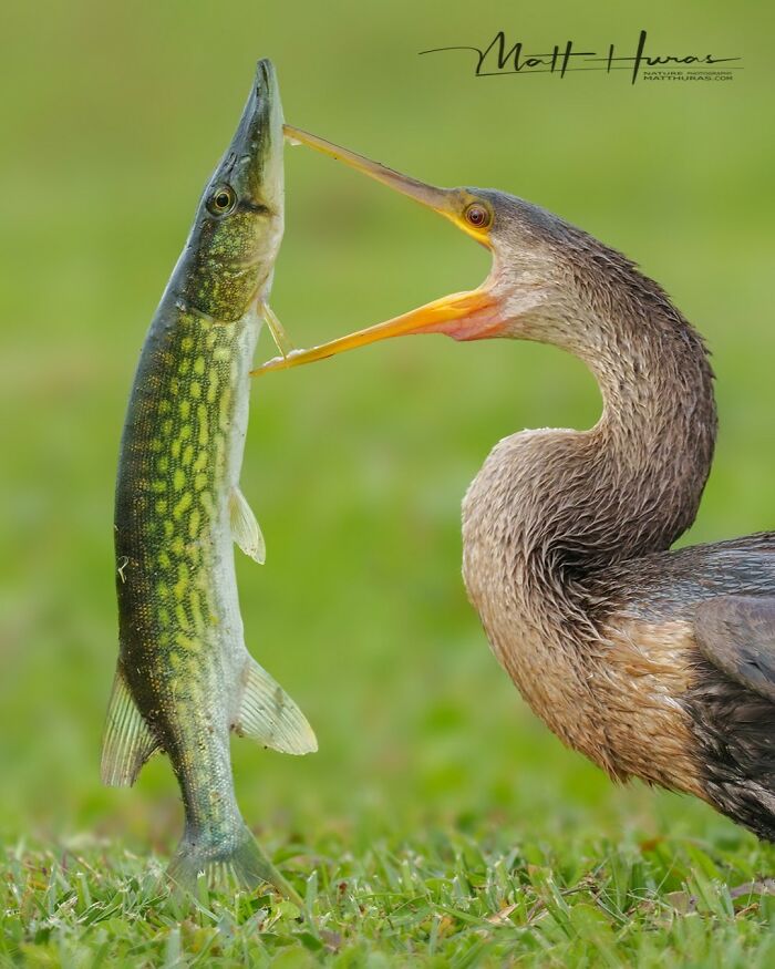 “An Anhinga Sizing Up Its Catch - A Chain Pickerel”