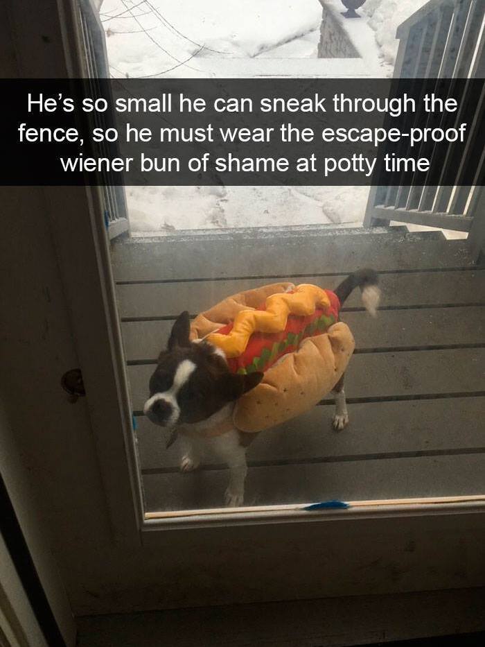 Small mischievous dog in a hot dog costume wearing a bun of shame, seen through a glass door in a snowy setting.