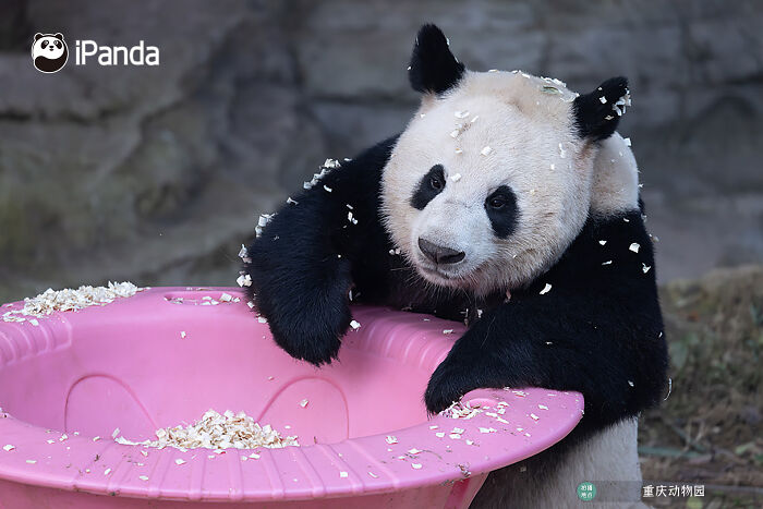 This Adorable Panda Page Is So Cute, You Won’t Be Able To Stop Smiling (25 Pics)