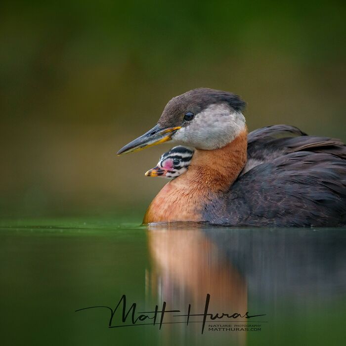 “Red-Necked Grebe”