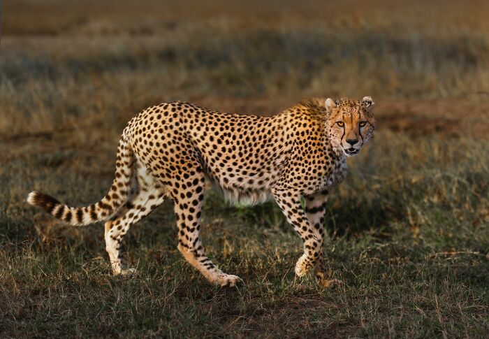 “The Stunning 'Cheetah' Look”