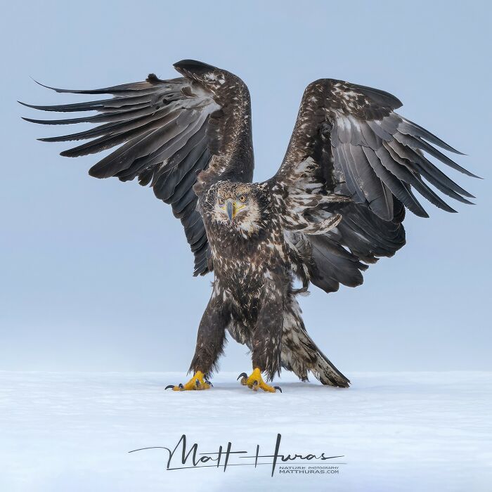 “Juvenile Bald Eagle”