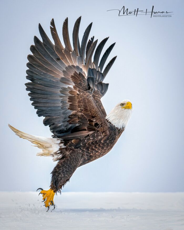 “Bald Eagle”