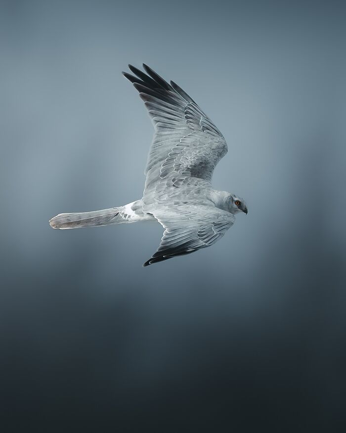 40 New Atmospheric Wildlife Photos By Magnus Berggren That Look Like Scenes From A Nordic Fairytale