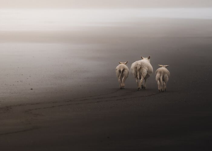 40 New Atmospheric Wildlife Photos By Magnus Berggren That Look Like Scenes From A Nordic Fairytale