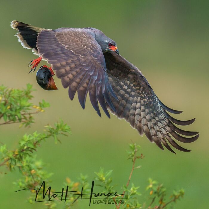 “Snail Kite With A Fresh Catch”