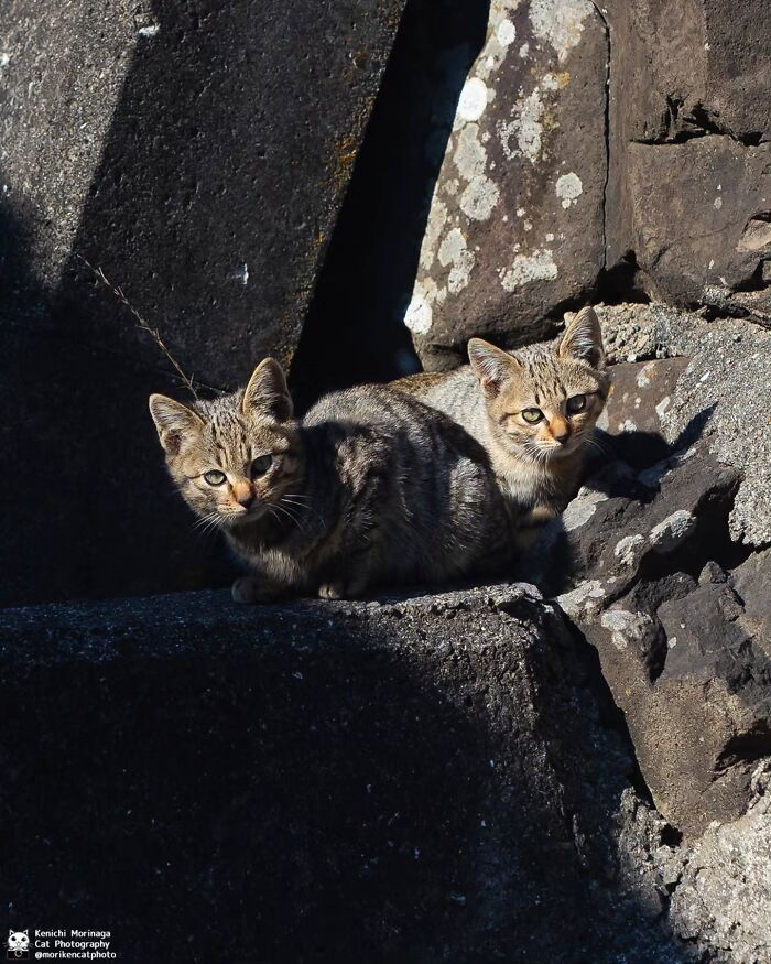 This Photographer Captured Exactly Why Felines Are So Endlessly Entertaining (61 Pics)