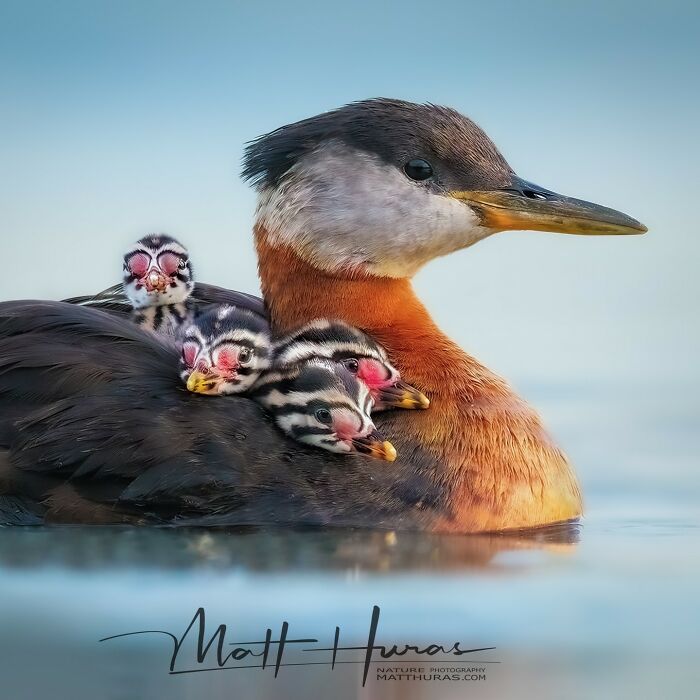 “Red-Necked Grebe With Her Babies”