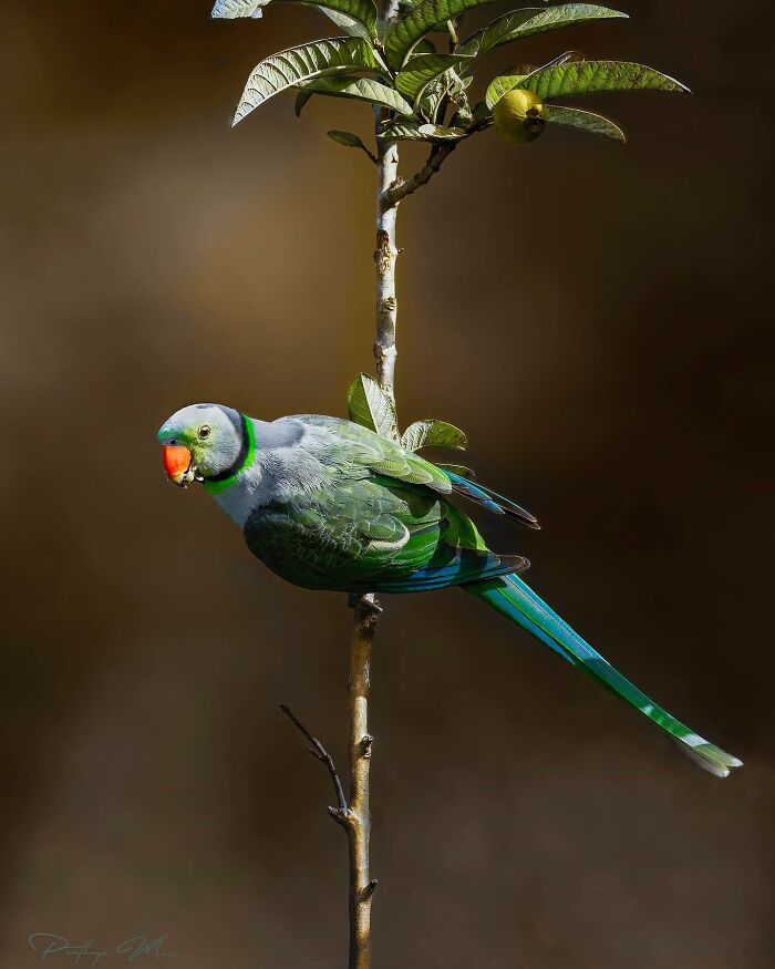 “Blue-Winged Parakeet”