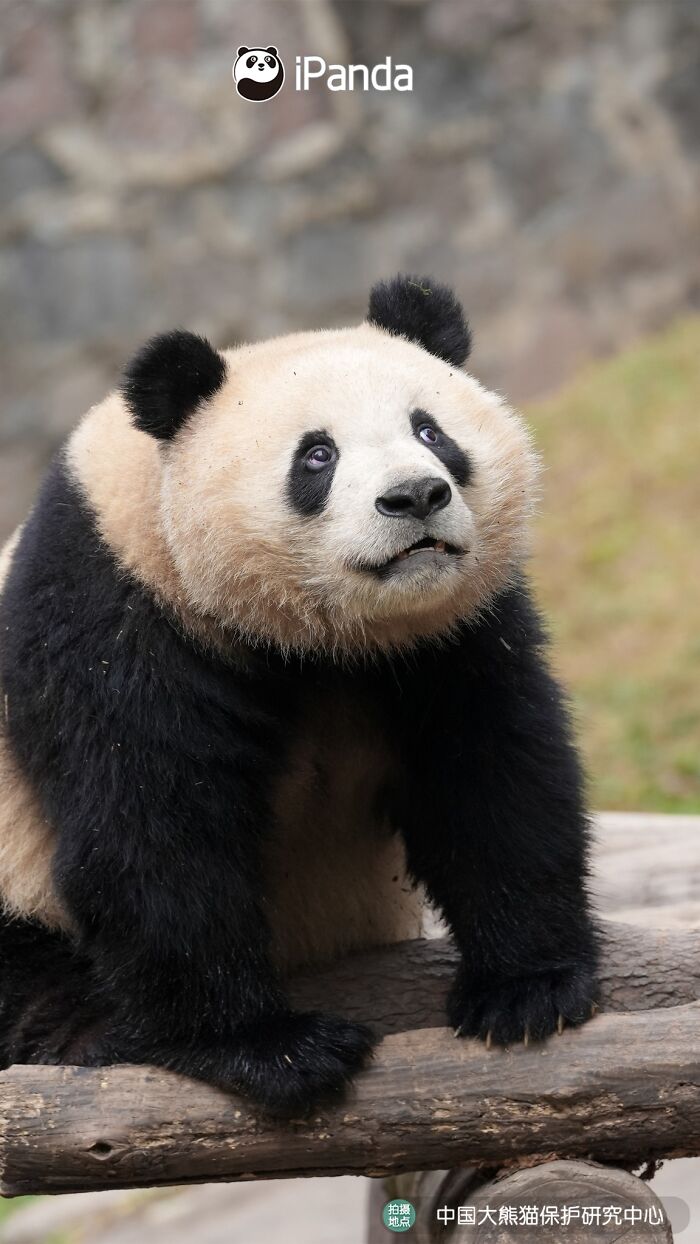 This Adorable Panda Page Is So Cute, You Won’t Be Able To Stop Smiling (25 Pics)