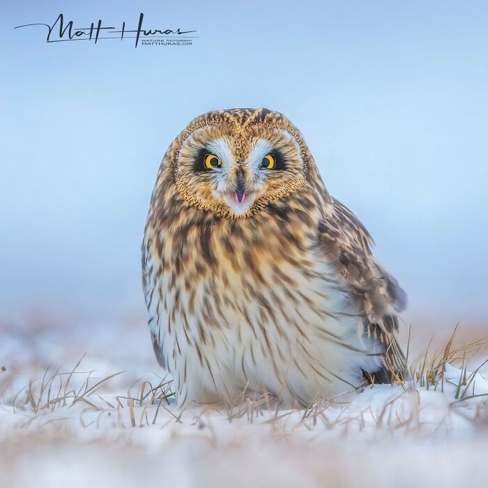 “Short-Eared Owl”