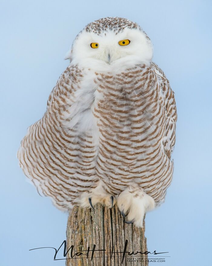 “Snowy Owl”