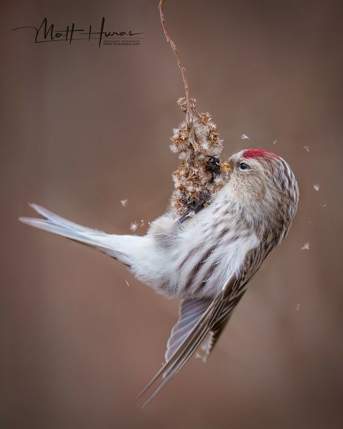 “Hoary Redpoll Eating Goldenrod”