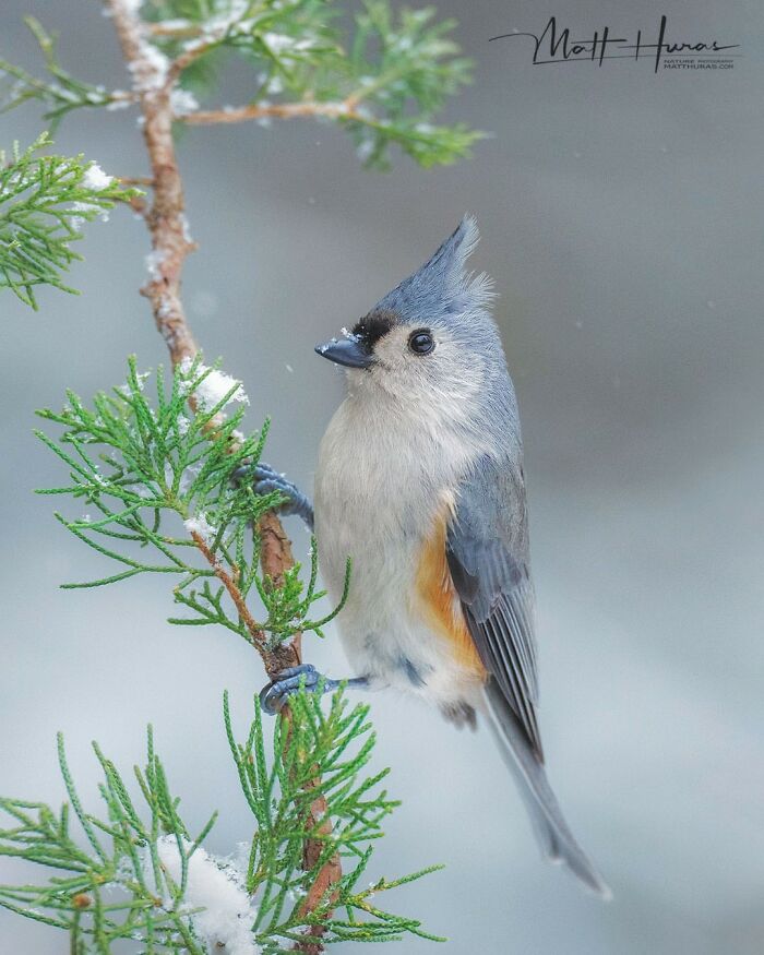 “Tuffed Titmouse”